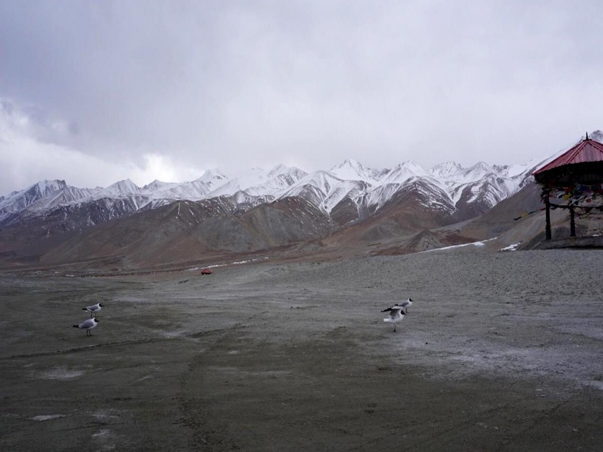 Pangong Delight Camps And Cottages Spangmik Exterior photo